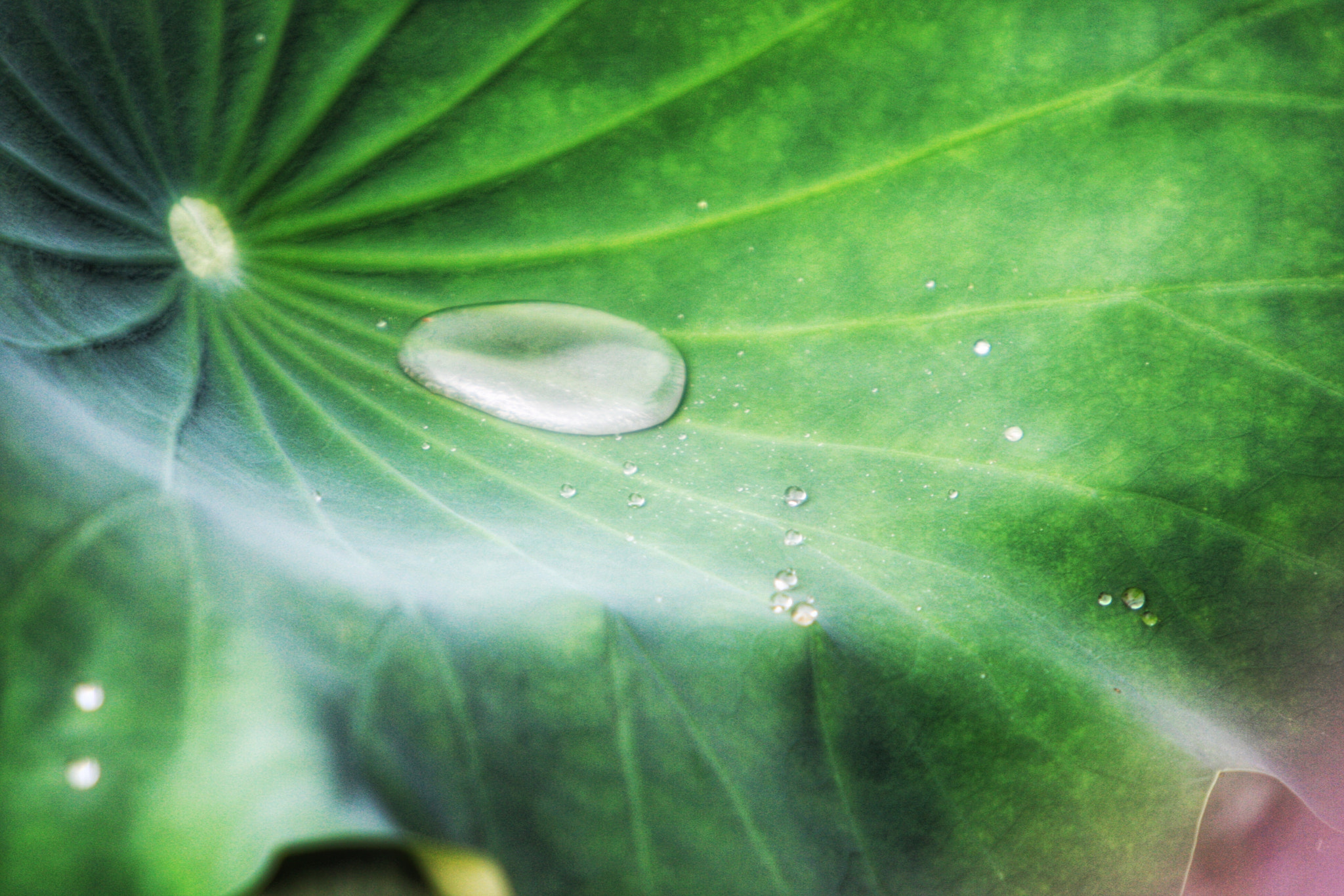 Canon EOS-1D Mark III sample photo