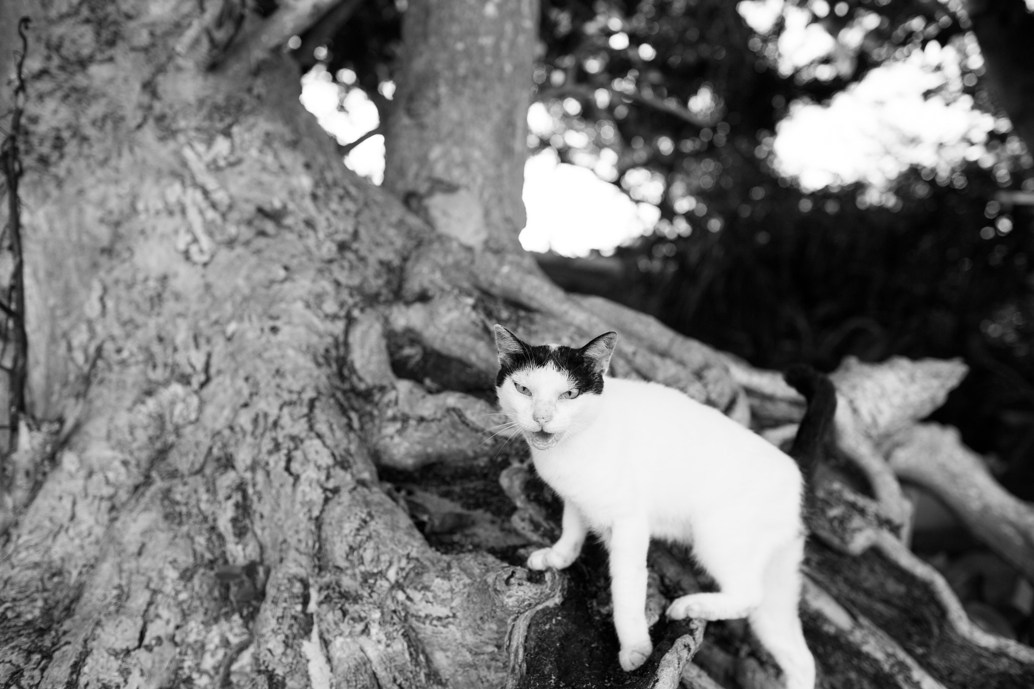 Canon EOS-1D X + Canon EF 35mm F1.4L USM sample photo. Cat on the tree photography
