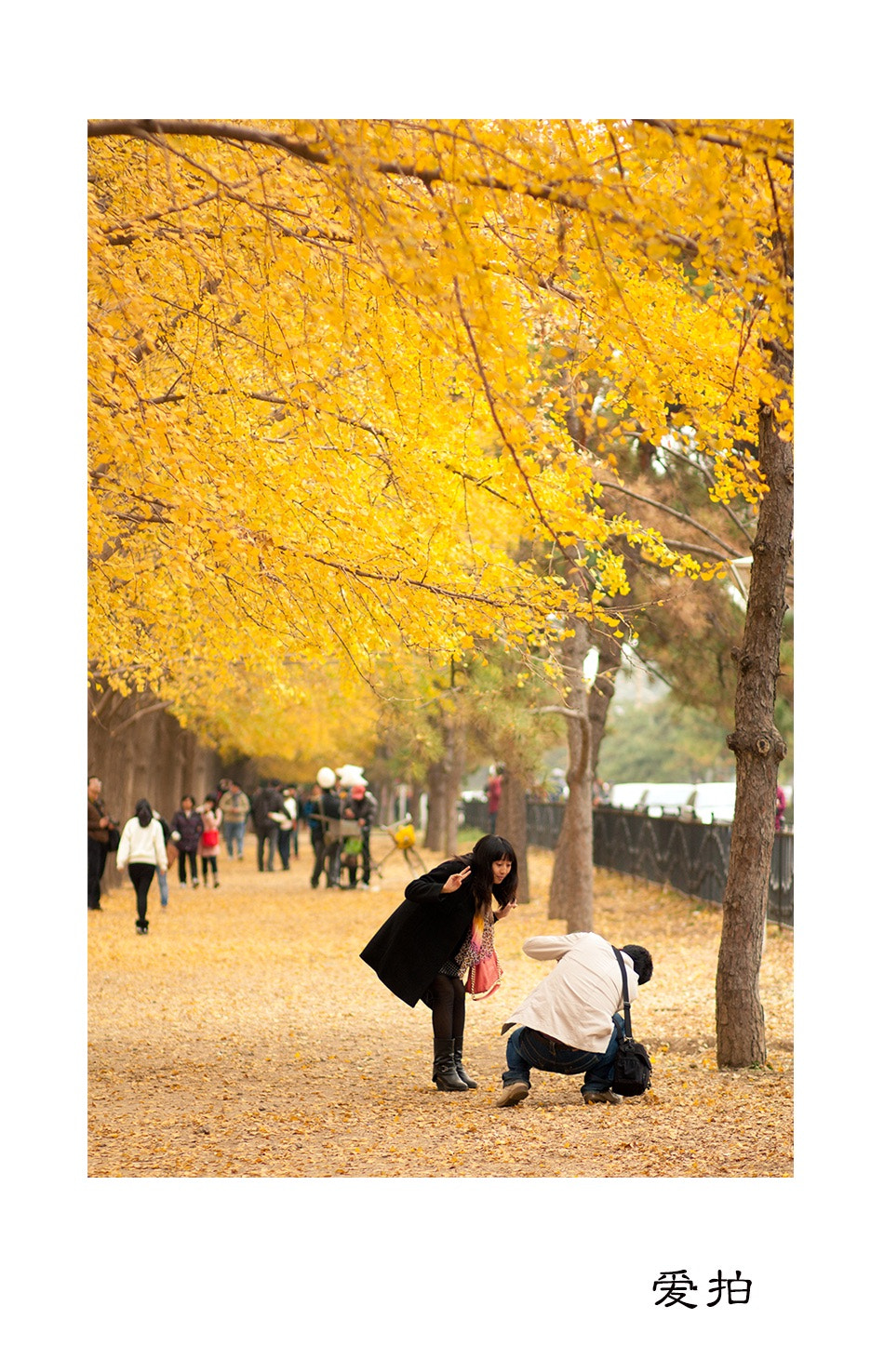 Canon EOS 450D (EOS Rebel XSi / EOS Kiss X2) + Canon EF 85mm F1.8 USM sample photo. The autumn of beijing photography
