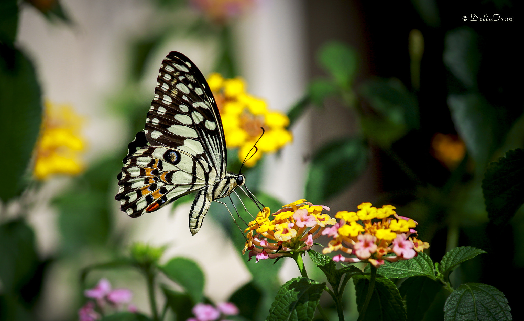 Canon EF-S 55-250mm F4-5.6 IS II sample photo. Butterfly photography