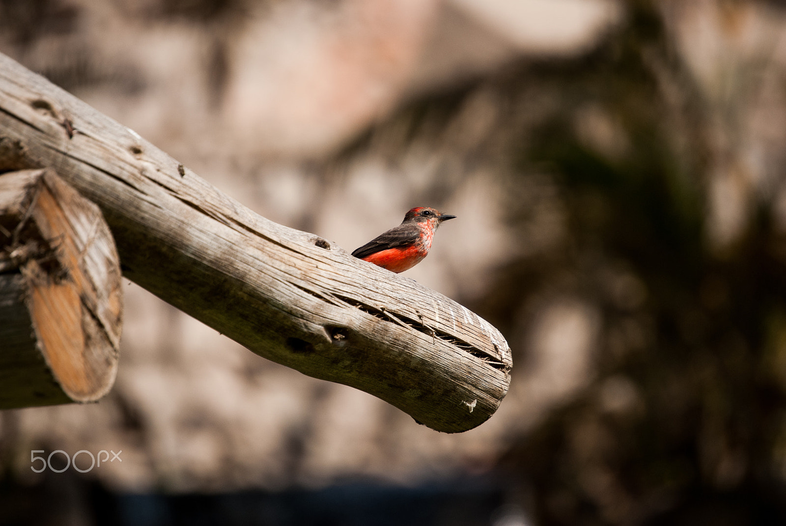 Nikon D40X sample photo. Red bird on a branch photography