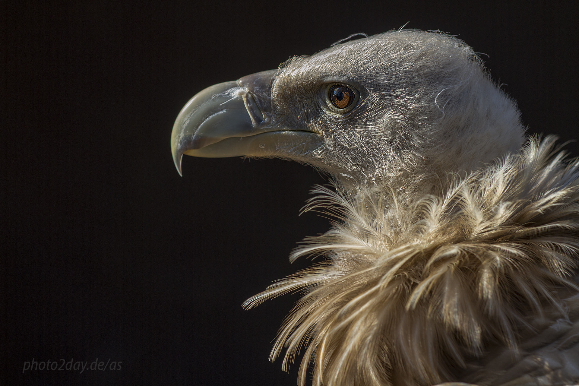 Sigma APO Macro 150mm f/2.8 EX DG HSM sample photo. Schneegeier / himalayan griffon vulture / gyps himalayensis photography