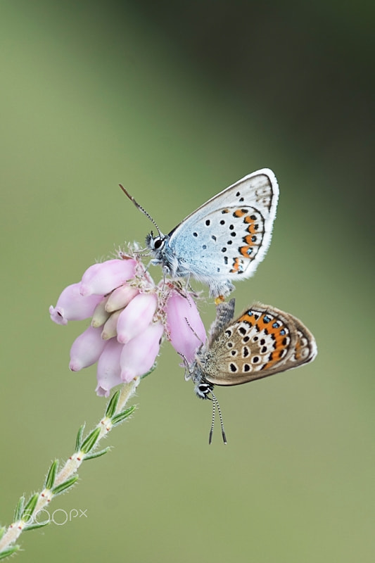Sony 100mm F2.8 Macro sample photo. Silver-studded blues photography