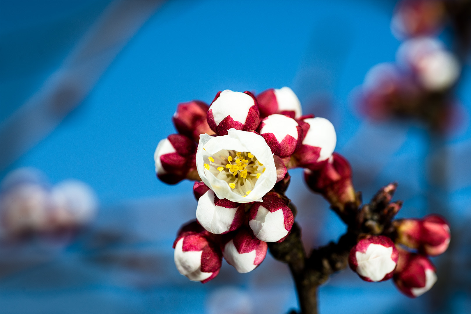 Nikon D600 sample photo. Apricot blossom photography