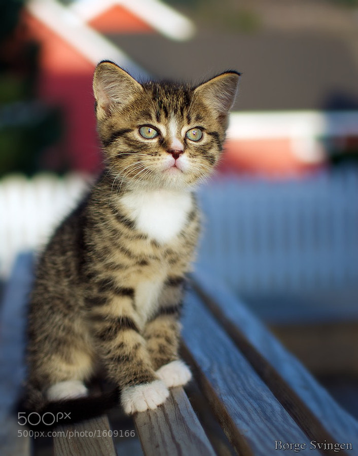 Sweet Kitten by Børge Svingen