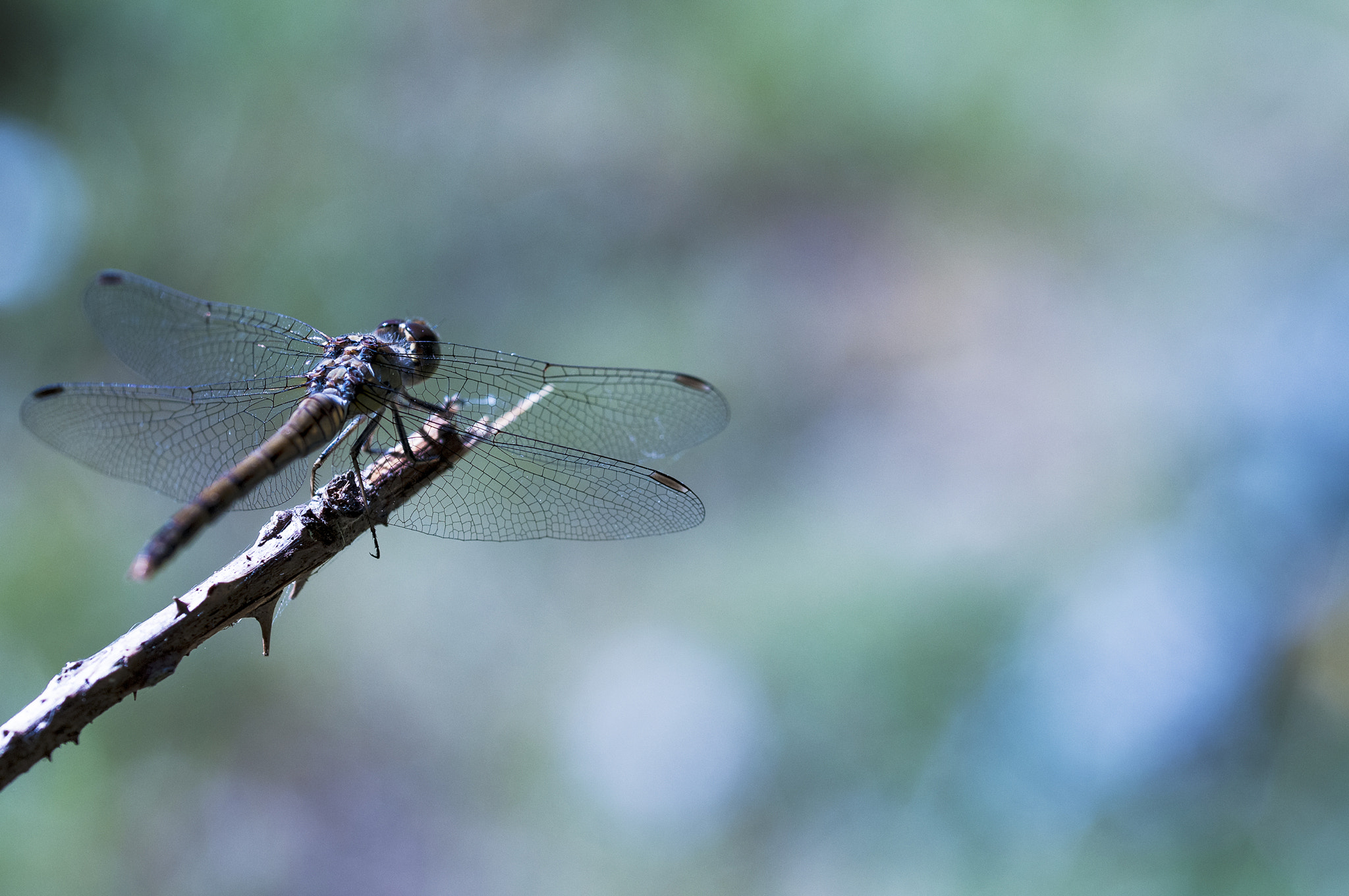 Sigma 105mm F2.8 EX DG OS HSM sample photo. Alemanes photography