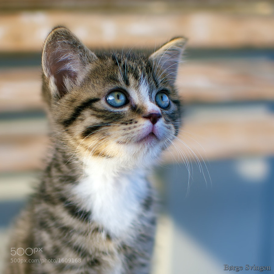 Kitten by Børge Svingen