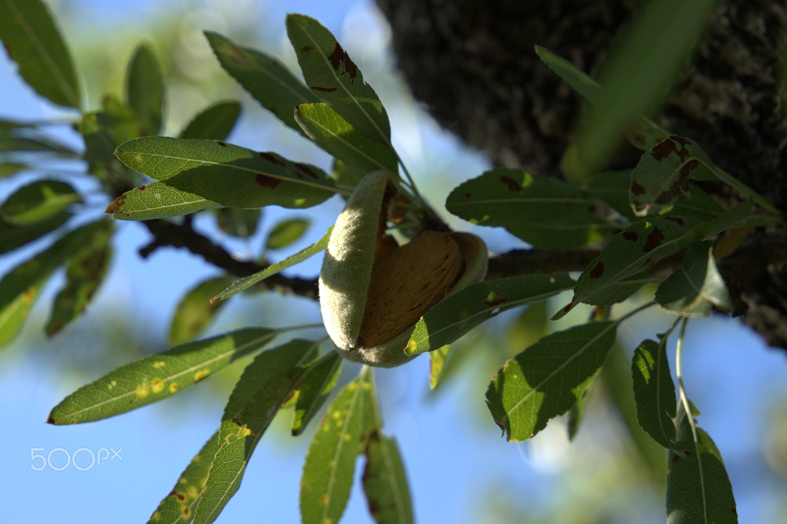 Canon EF 24-105mm F3.5-5.6 IS STM sample photo. Almond photography
