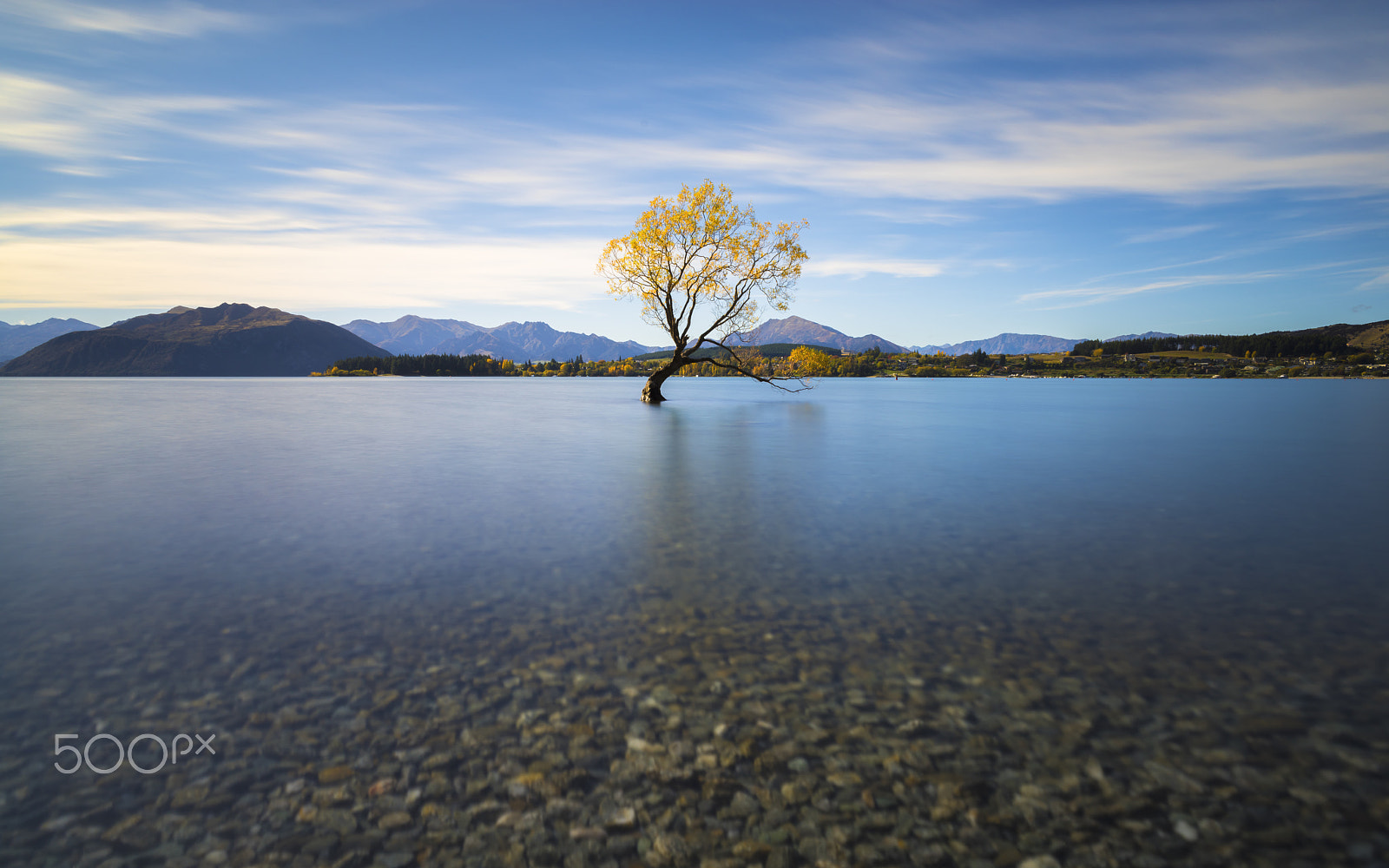 Sony 20mm F2.8 sample photo. That wanaka tree photography