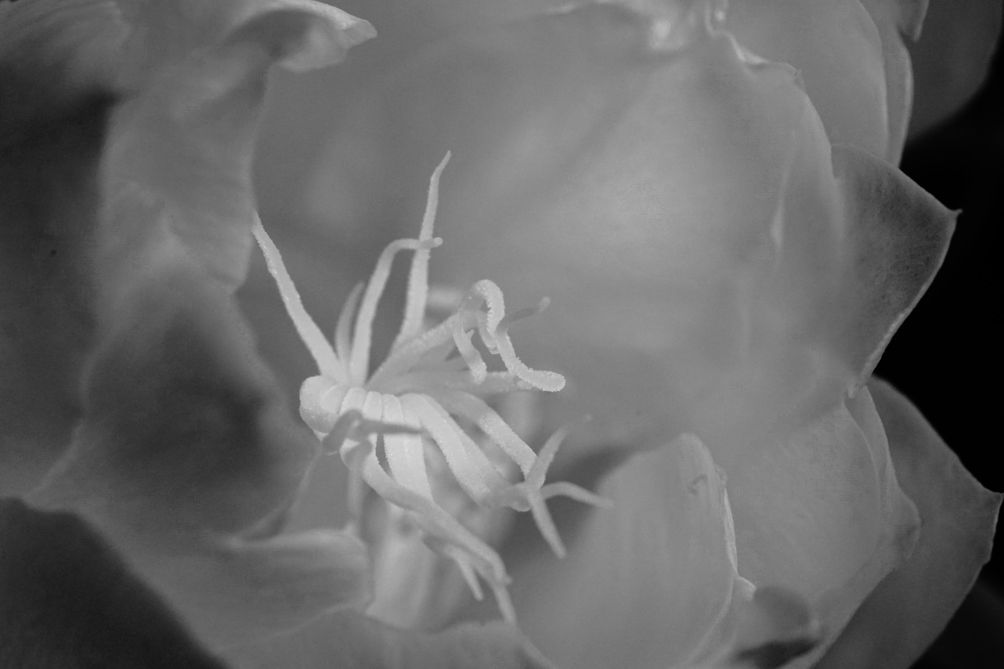 Sony a7 II + Sony FE 90mm F2.8 Macro G OSS sample photo. 昙花晶莹 photography