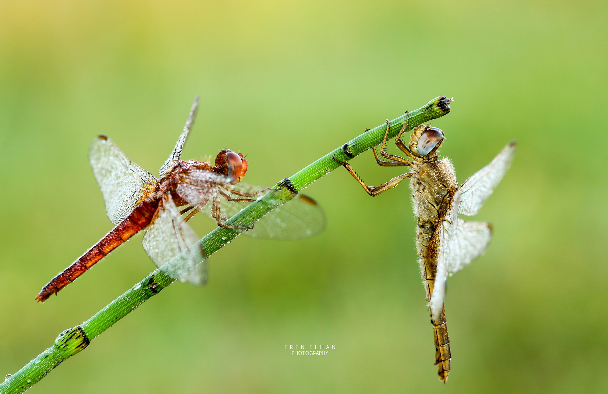 Canon EOS 6D + Sigma 105mm F2.8 EX DG Macro sample photo. Dragon fly photography