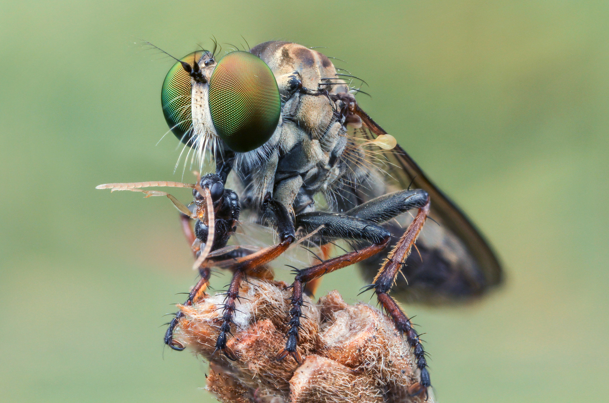 Canon MP-E 65mm F2.5 1-5x Macro Photo sample photo. Robberfly and prey photography