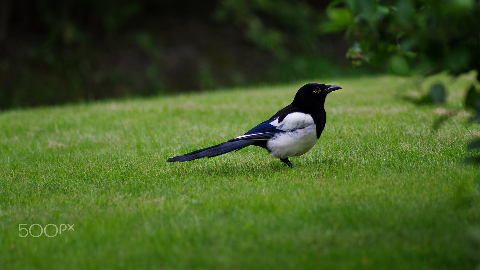 Pentax smc DA* 200mm F2.8 ED (IF) SDM sample photo. Magpie photography