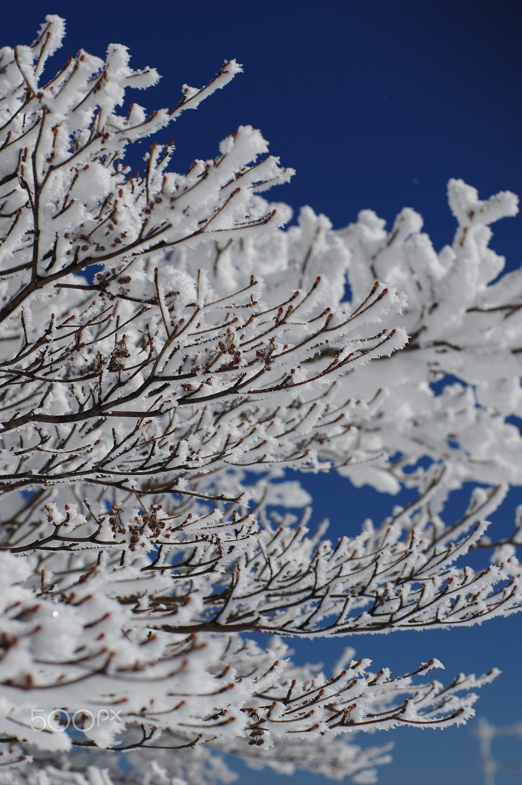 Pentax K-3 + Pentax smc FA 50mm F1.4 sample photo. Frost-covered trees photography