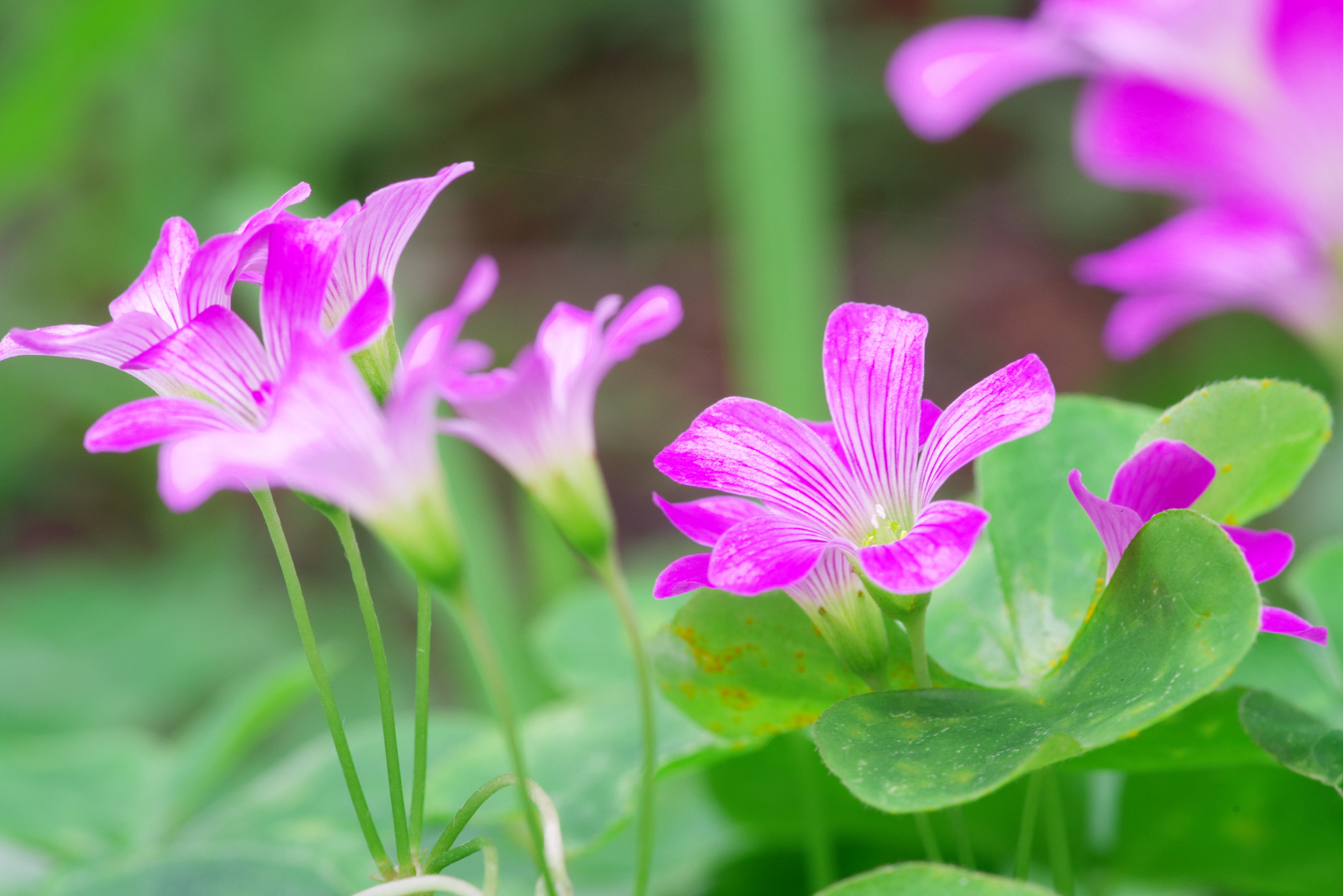 Pentax smc D-FA 100mm F2.8 Macro WR sample photo. Small flowers photography