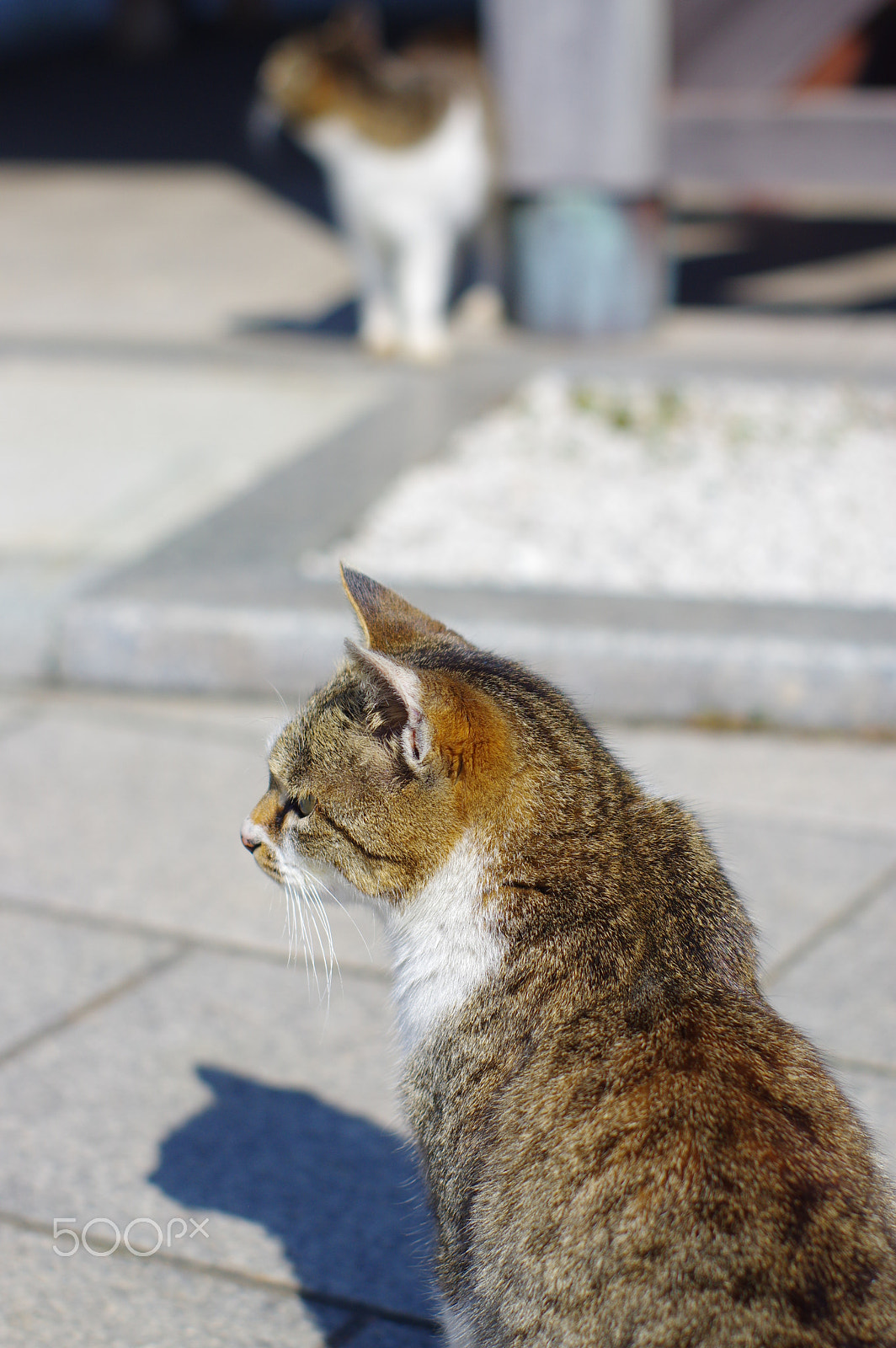 Pentax K-3 + Pentax smc FA 50mm F1.4 sample photo. 2cats photography