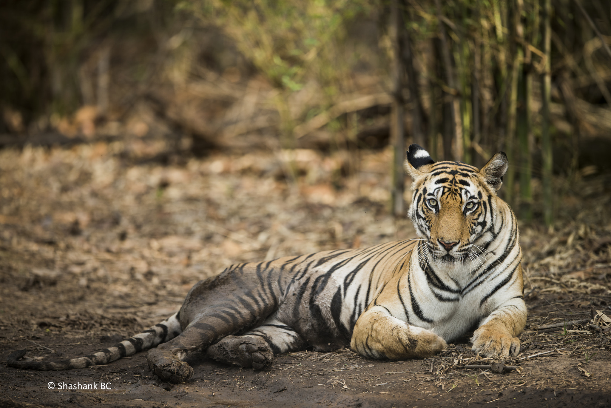Nikon AF-S Nikkor 400mm F2.8E FL ED VR sample photo. Beautiful roadblock. photography