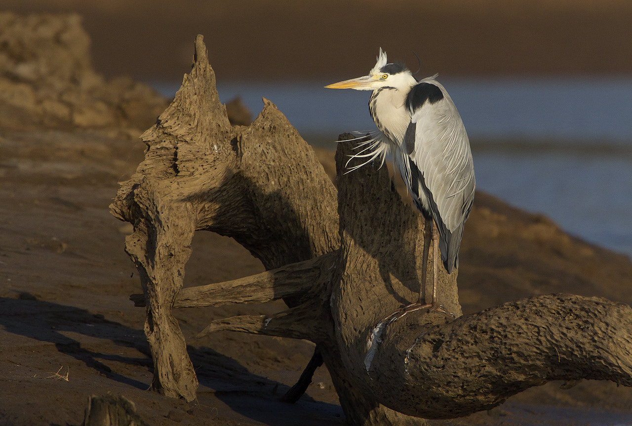 Canon EF 300mm F2.8L IS USM sample photo. Heron lines photography
