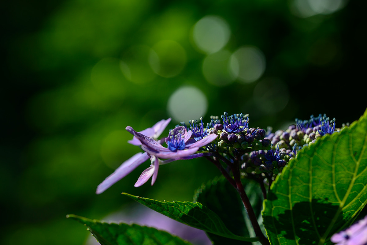 Sigma 150mm F2.8 EX DG OS Macro HSM sample photo