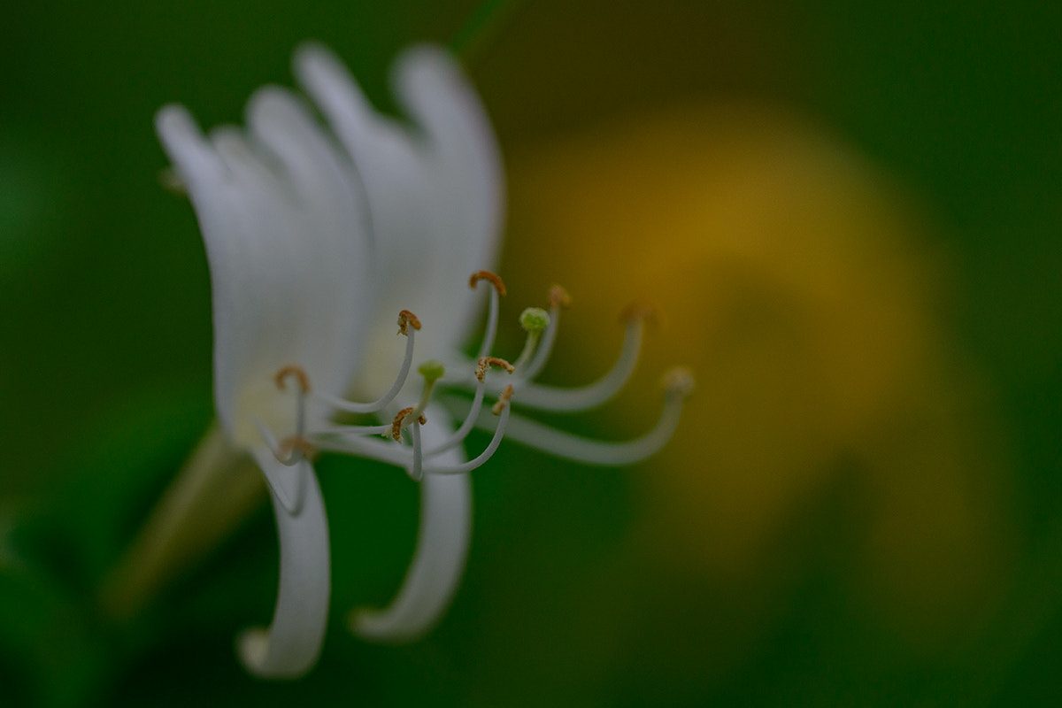 Sigma 150mm F2.8 EX DG OS Macro HSM sample photo