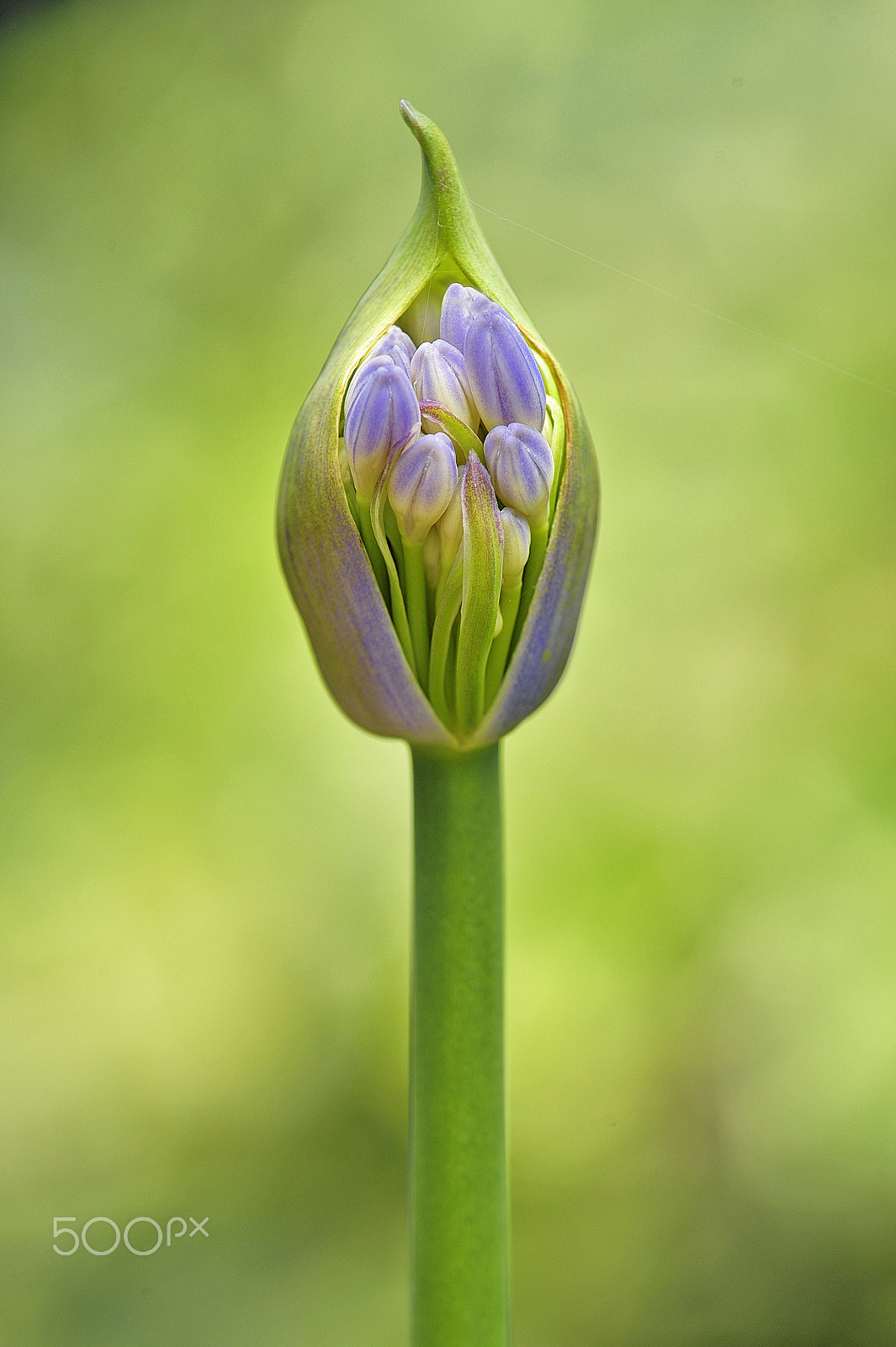 Nikon D700 + Sigma 70-200mm F2.8 EX DG OS HSM sample photo. Agapanthus photography