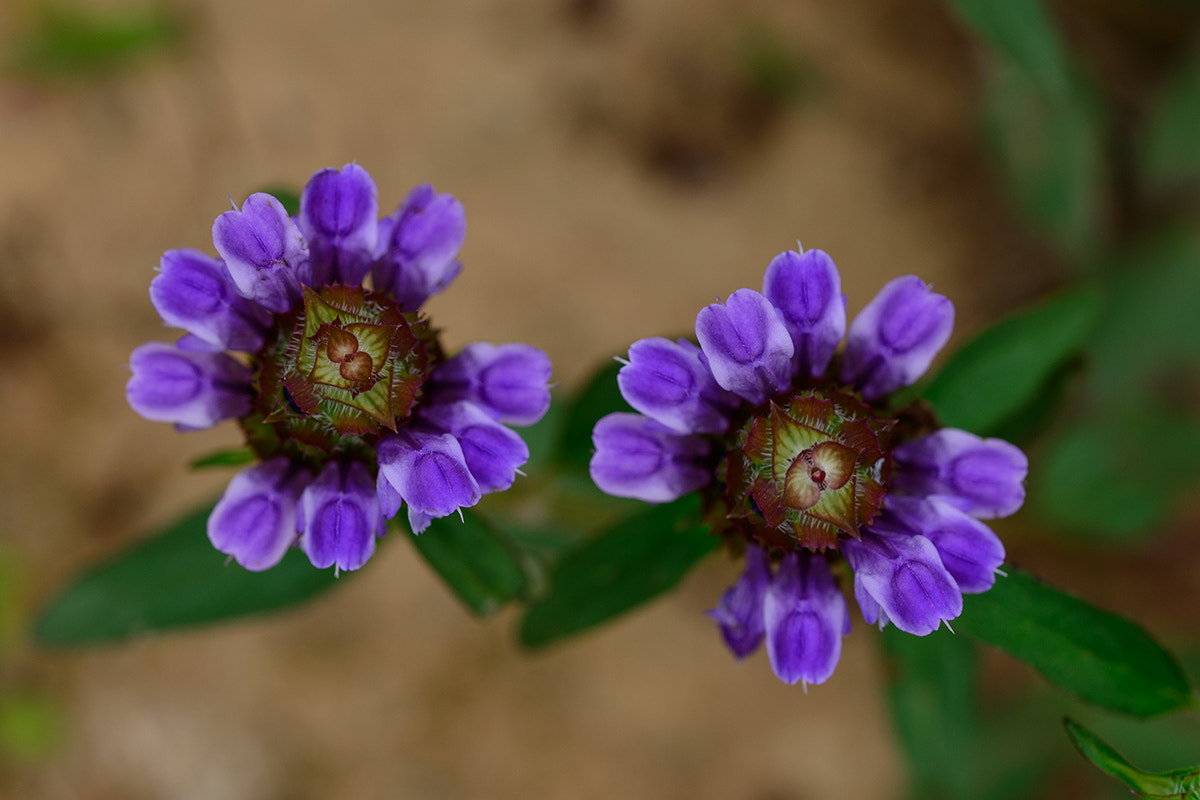 Sigma 150mm F2.8 EX DG OS Macro HSM sample photo