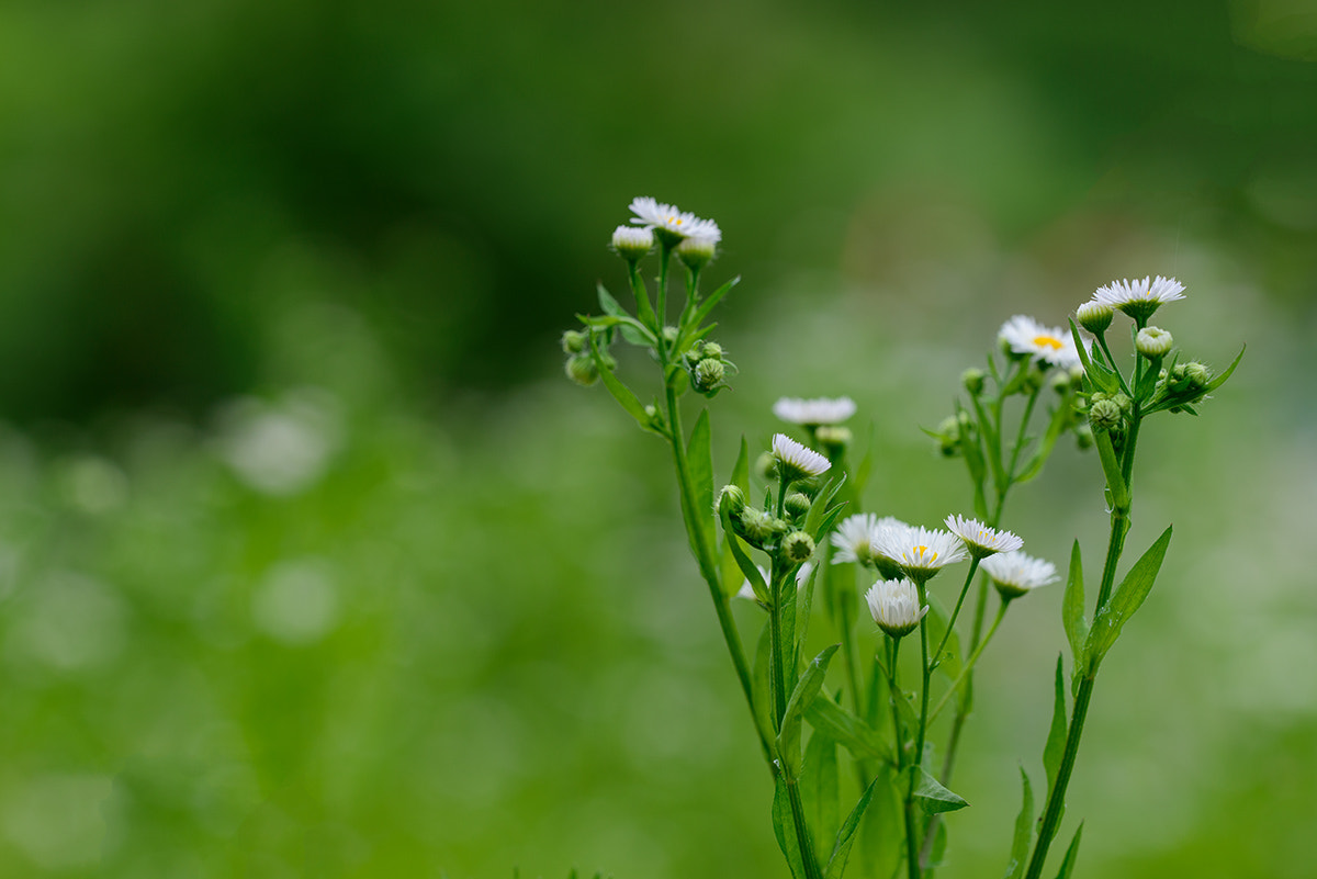 Nikon D800 + Sigma 150mm F2.8 EX DG OS Macro HSM sample photo