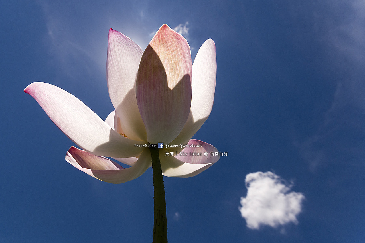 Sigma 10-20mm F4-5.6 EX DC HSM sample photo. 天荷 sky lotus @ 台南白河 photography