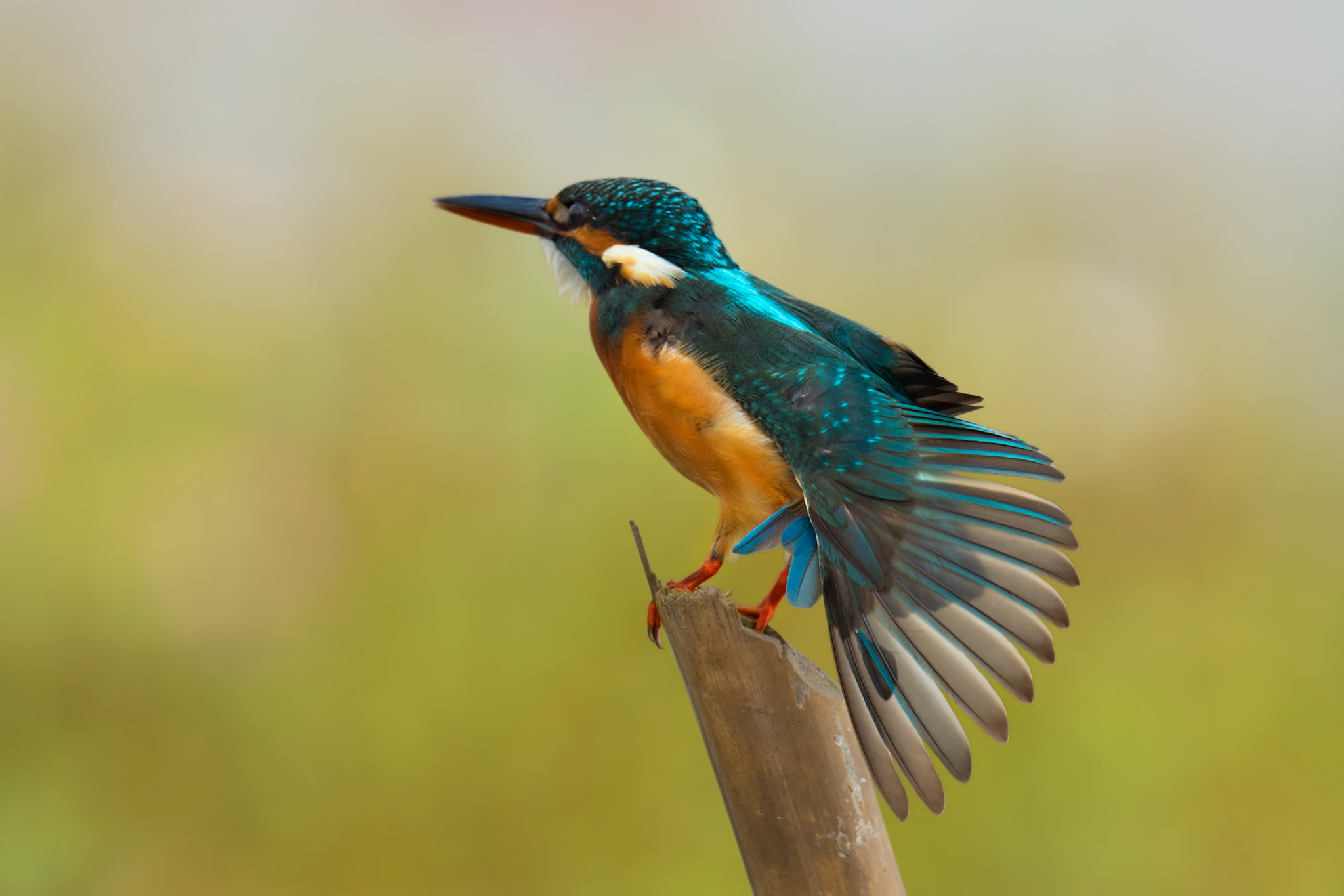 Nikon AF-S Nikkor 800mm F5.6E FL ED VR sample photo. Stretching photography