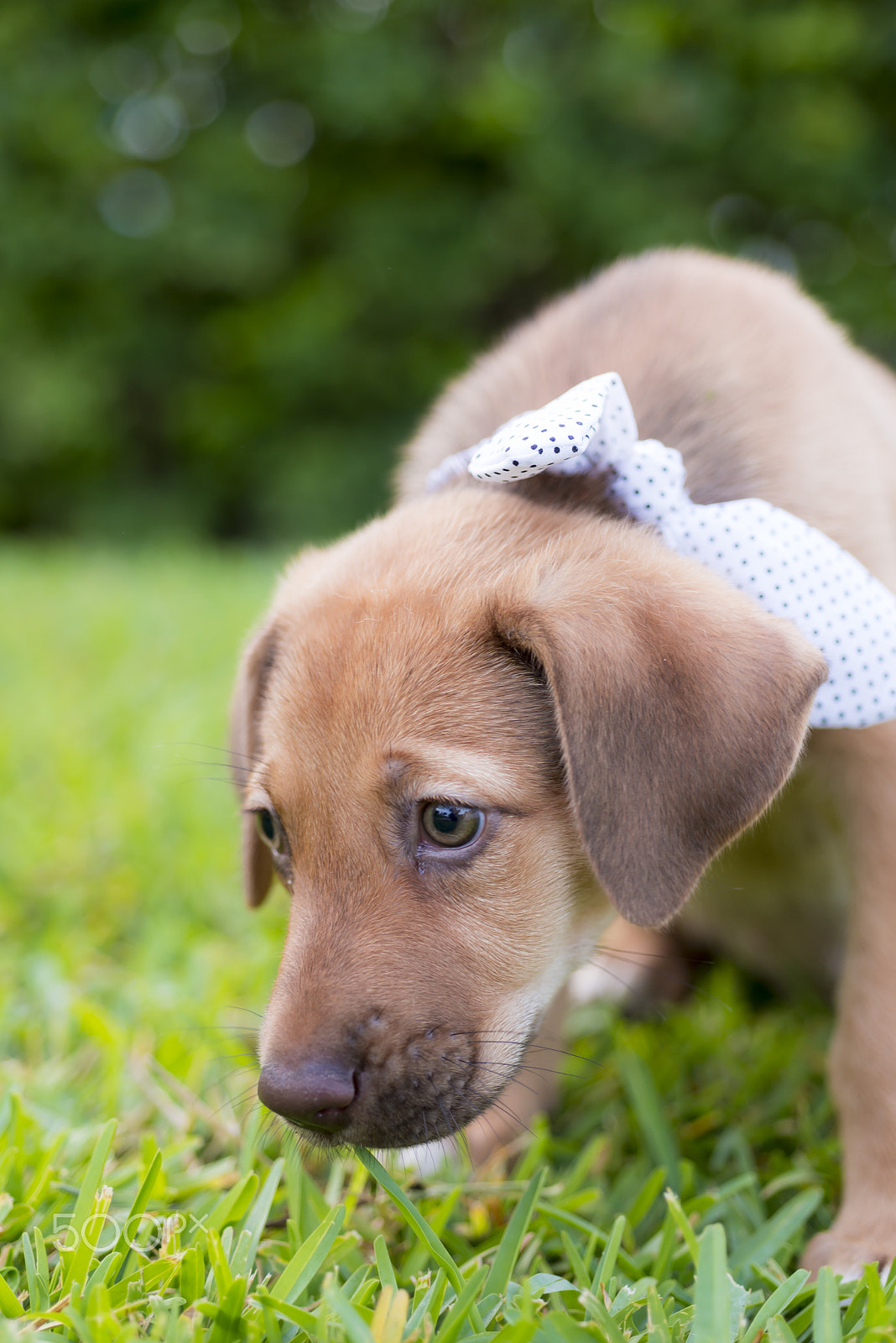 Nikon D610 + Nikon AF Micro-Nikkor 60mm F2.8D sample photo. Sm ale&tony photography