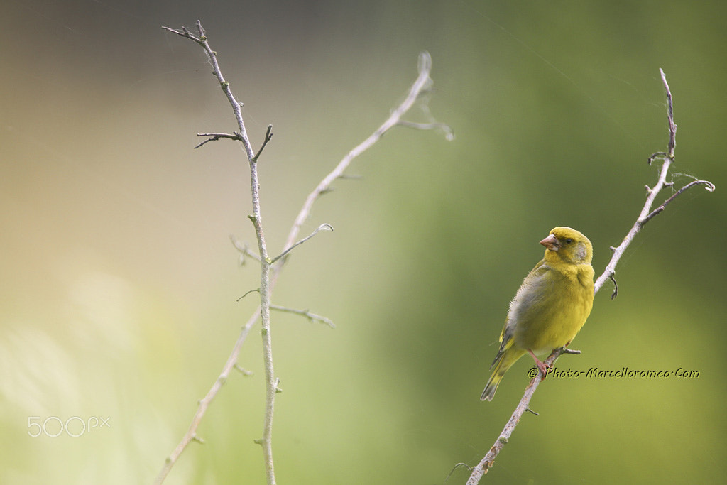 Canon EOS-1D X + Canon EF 600mm F4L IS USM sample photo. Groenling greenfinch chloris chloris marcelloromeo photography