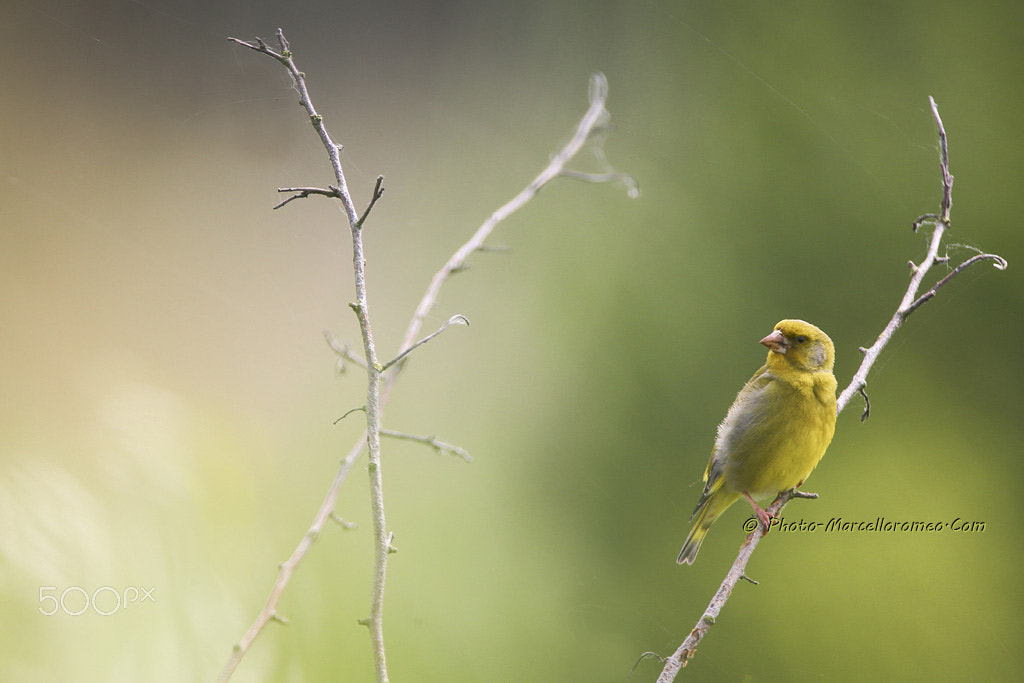 Canon EF 600mm F4L IS USM sample photo. Groenling greenfinch chloris chloris marcelloromeo photography