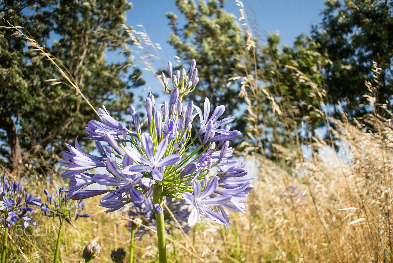 Nikon 1 Nikkor 10mm F2.8 sample photo. Windy field photography