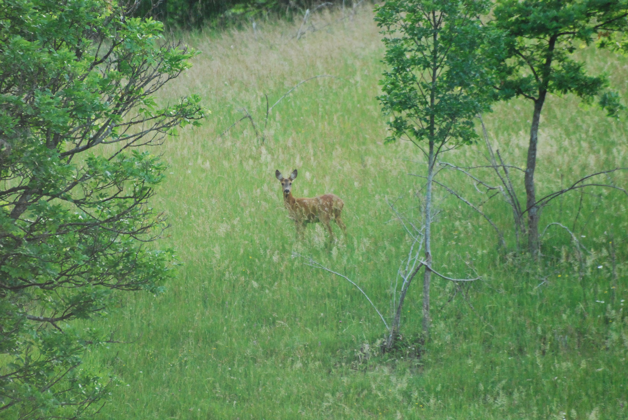 Nikon D60 sample photo. I look at you photography