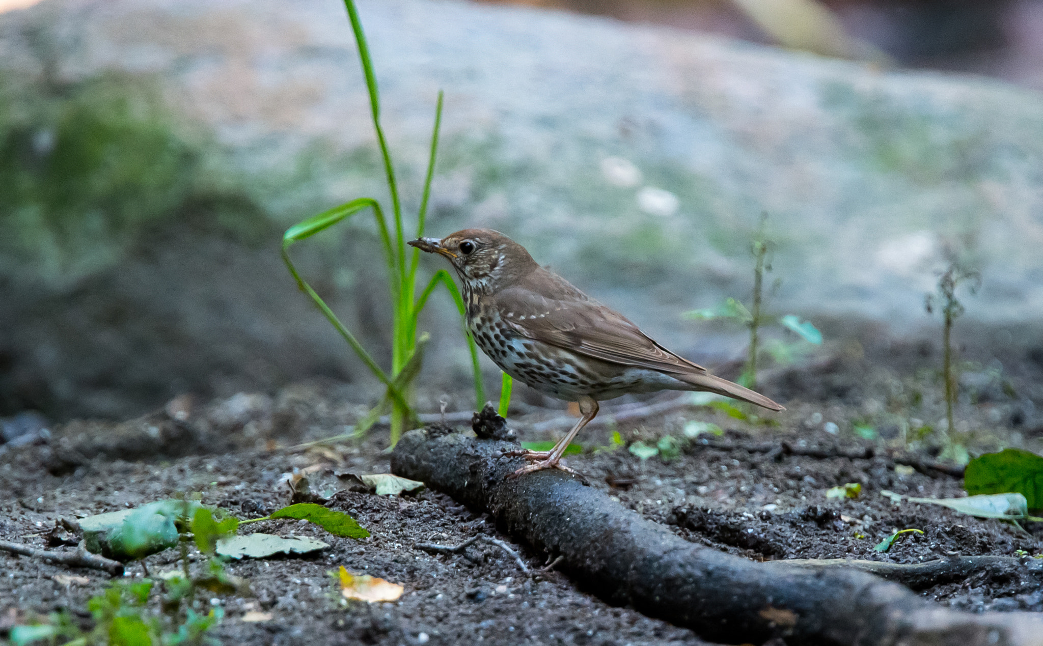 Nikon AF-S Nikkor 400mm F2.8G ED VR II sample photo. Ouzel photography