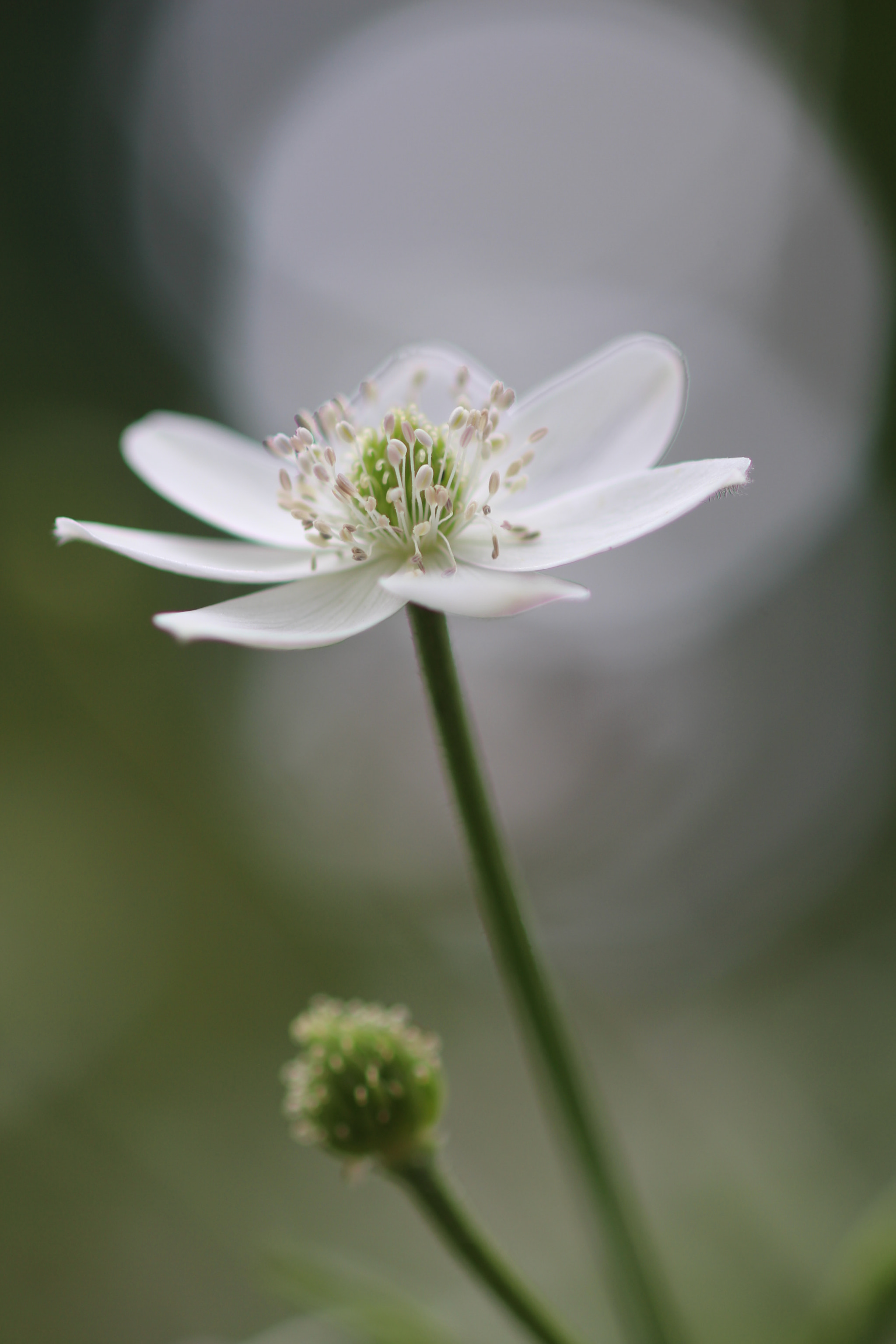 Canon EOS 700D (EOS Rebel T5i / EOS Kiss X7i) + Canon EF 100mm F2.8 Macro USM sample photo. Reaching flower photography