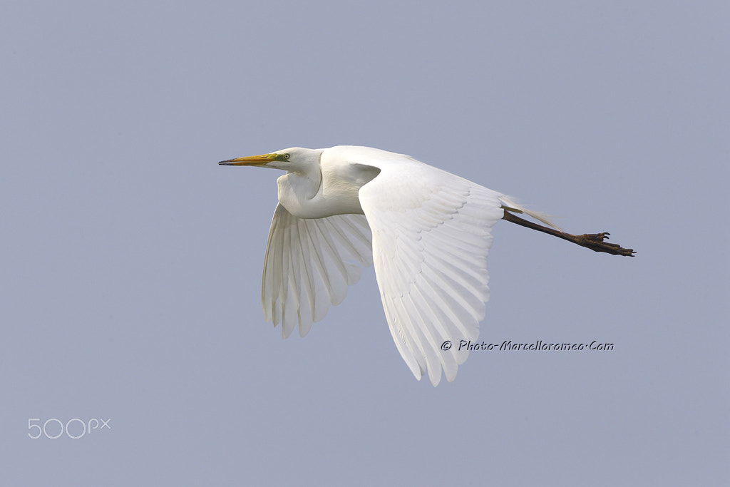 Canon EOS-1D X + Canon EF 600mm F4L IS USM sample photo. Grote zilverreiger great egret ardea alba marcelloromeo photography