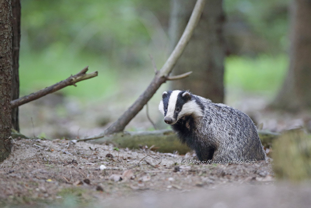 Canon EOS-1D X + Canon EF 600mm f/4L IS sample photo. Das badger melis melis marcelloromeo photography