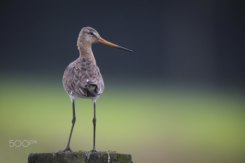 Canon EOS-1D X + Canon EF 600mm F4L IS USM sample photo. Grutto black tailed godwitt marcelloromeo photography