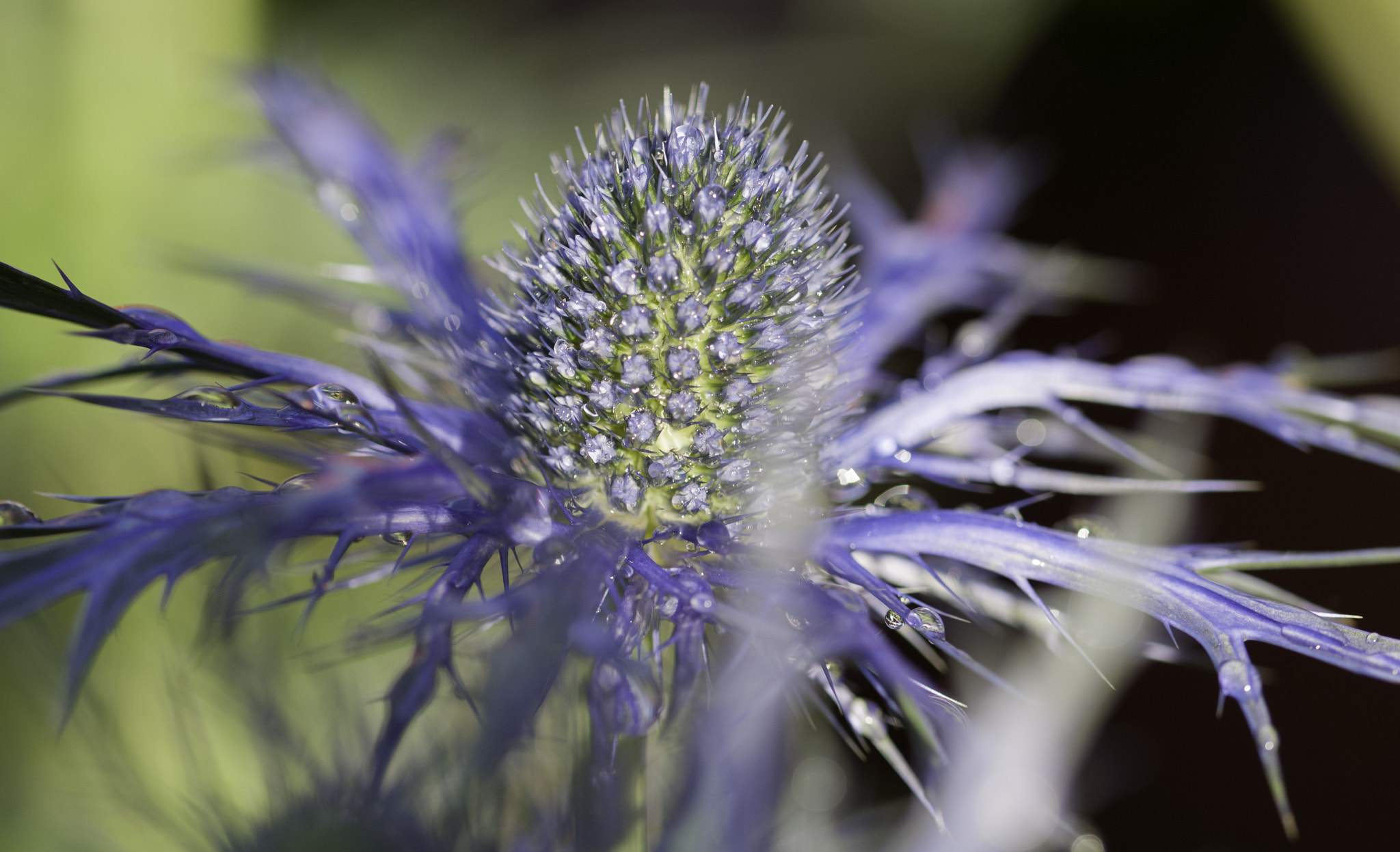 Sigma 105mm F2.8 EX DG OS HSM sample photo. Morning sun on dew photography