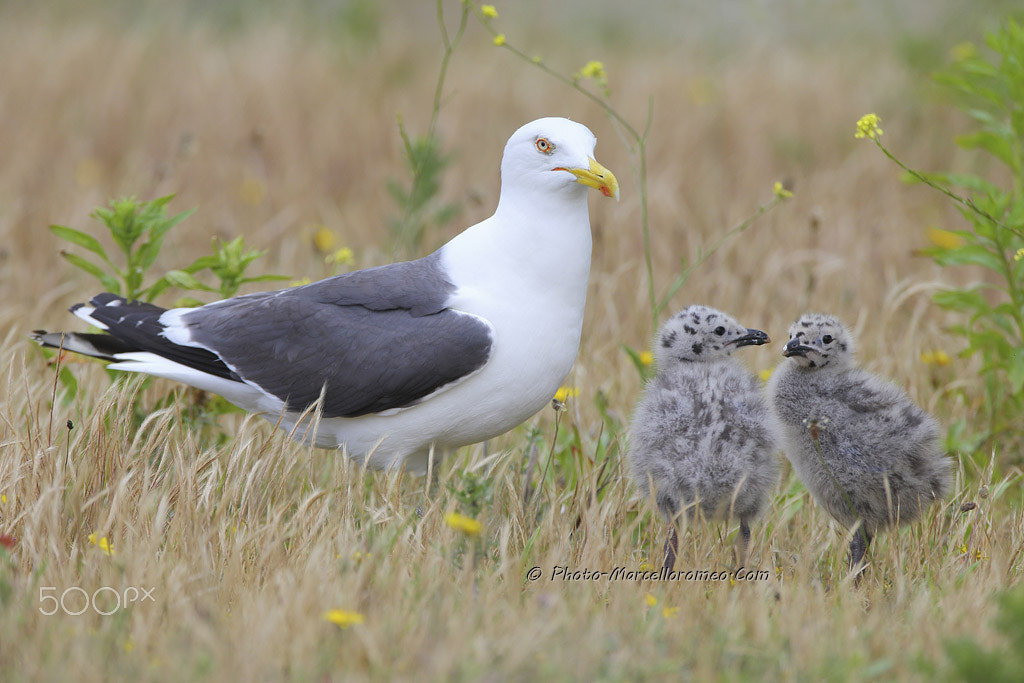 Canon EF 600mm F4L IS USM sample photo. Kleine mantelmeeuw black backed gull larus fuscus marcelloromeo photography