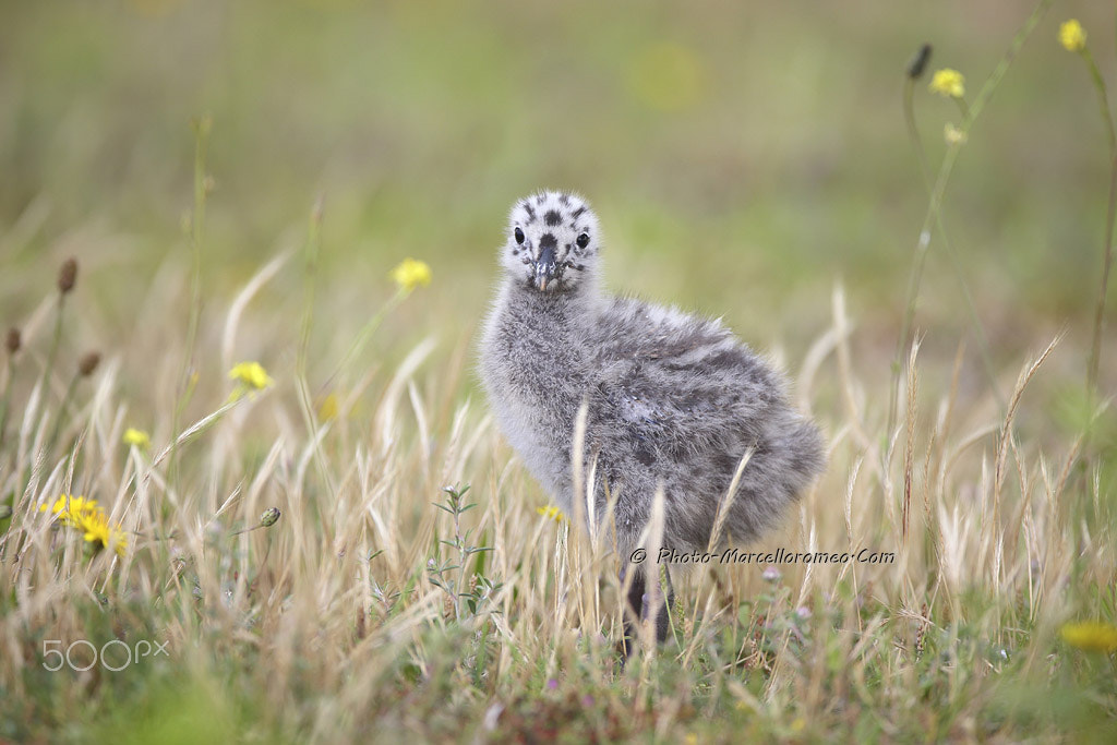 Canon EOS-1D X + Canon EF 600mm f/4L IS sample photo. Kleine mantelmeeuw black backed gull larus fuscus marcelloromeo photography