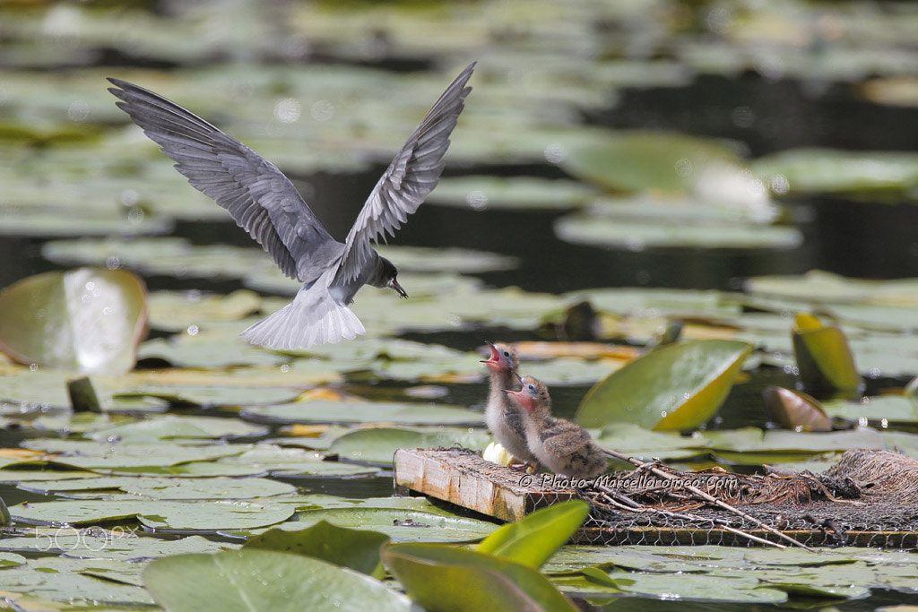 Canon EOS-1D X + Canon EF 600mm F4L IS USM sample photo. Zwarte stern black tern chlidonias niger marcelloromeo photography