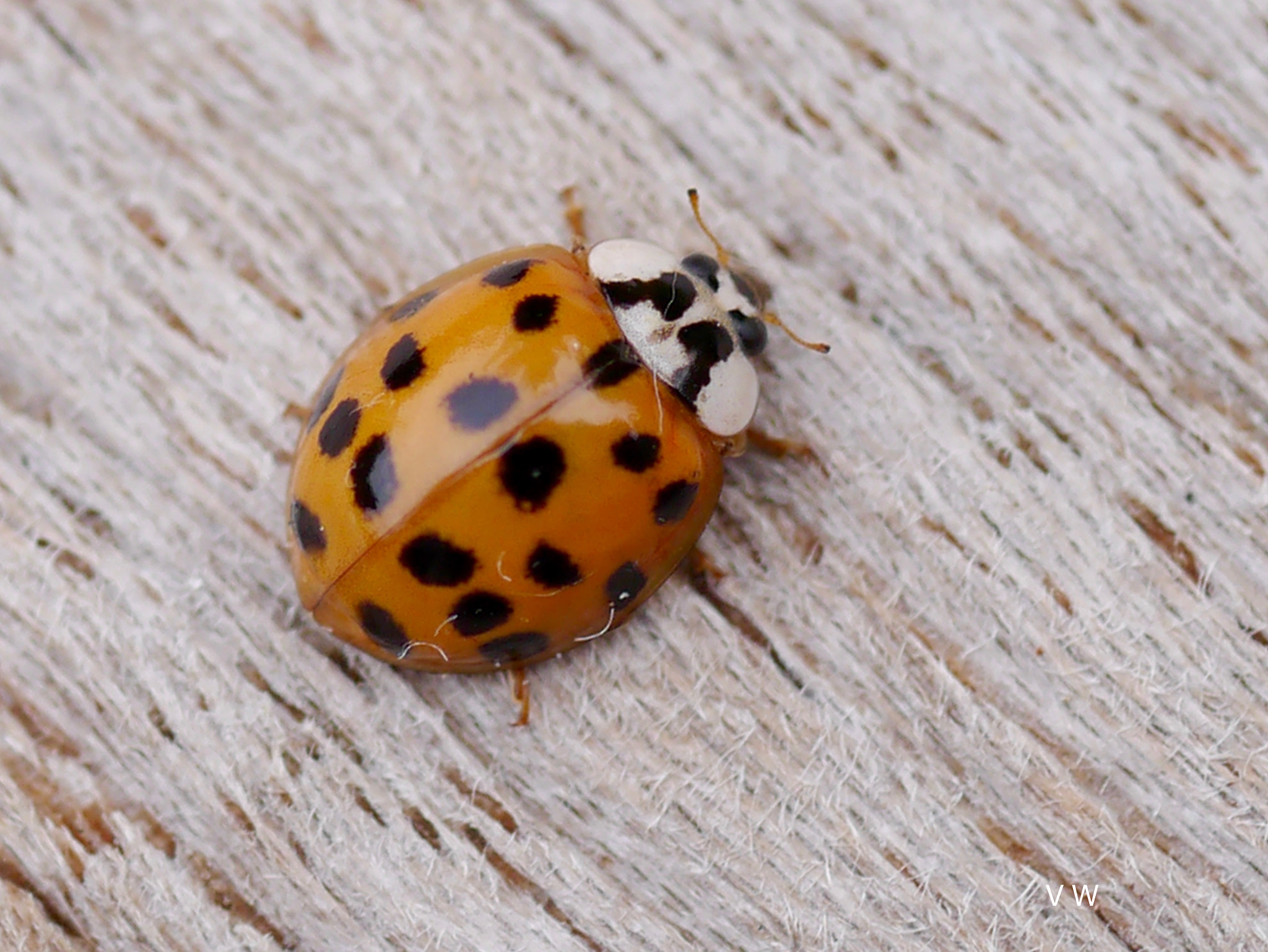 Panasonic Lumix G Macro 30mm F2.8 ASPH Mega OIS sample photo. Vw photography