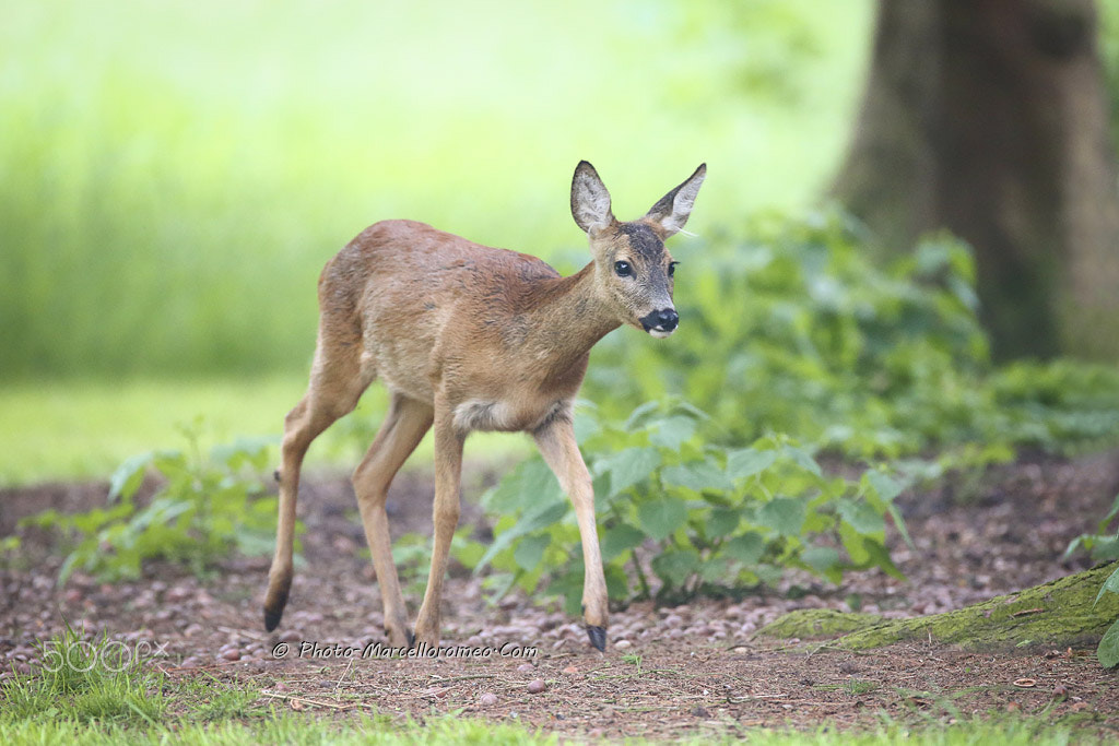 Canon EOS-1D X + Canon EF 600mm f/4L IS sample photo. Ree, roe deer, capreolus capreolus, marcelloromeo photography