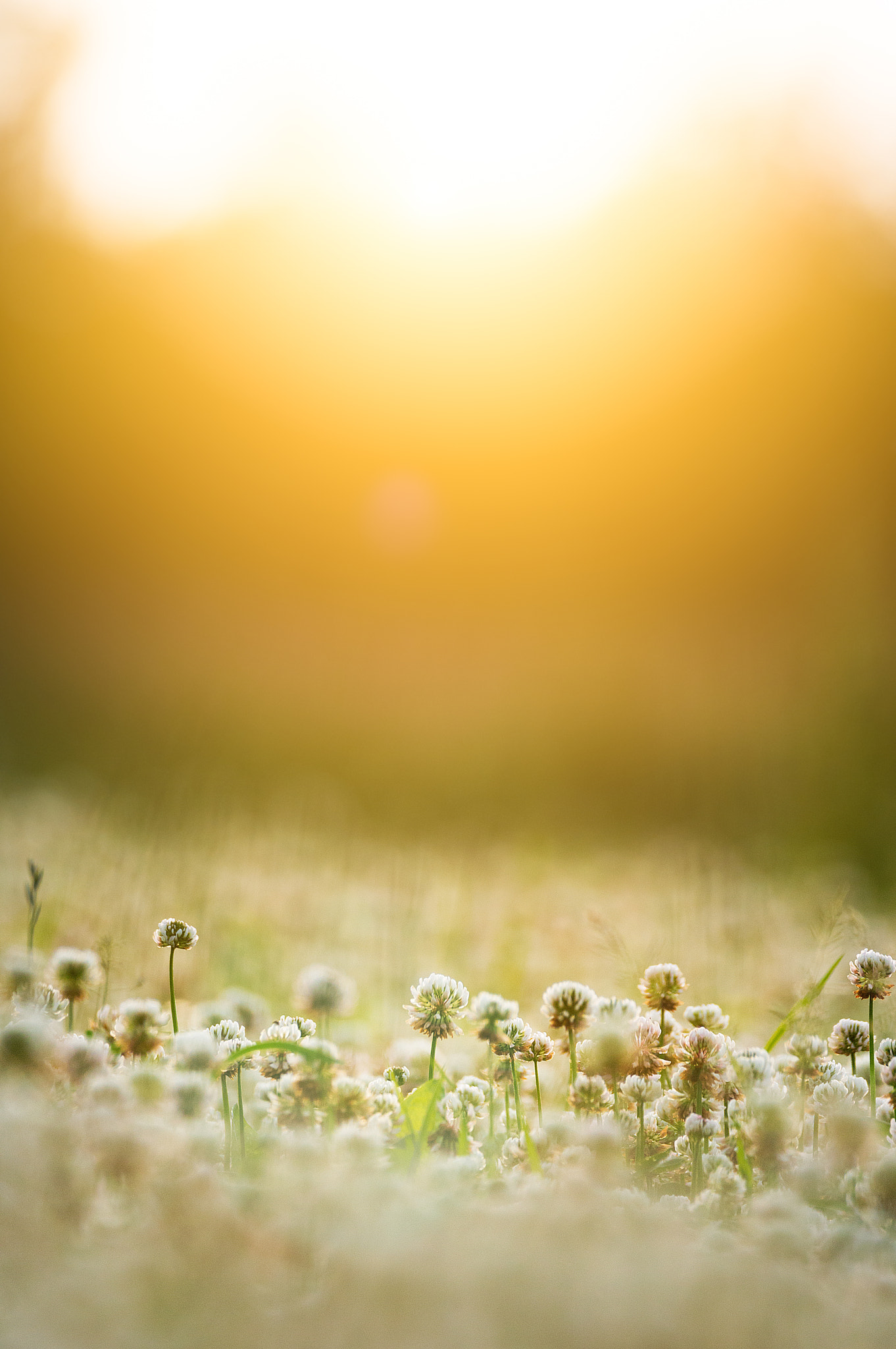 Sigma 150-600mm F5-6.3 DG OS HSM | C sample photo. Cloverfield photography