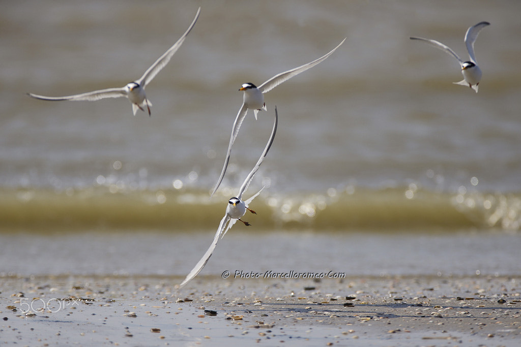 Canon EOS-1D X + Canon EF 600mm F4L IS USM sample photo. Dwergstern little tern sternula albifrons marcelloromeo photography