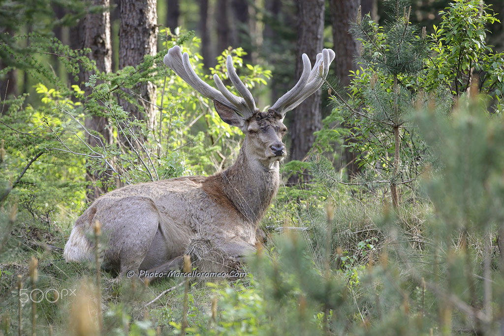 Canon EOS-1D X + Canon EF 600mm f/4L IS sample photo. Edelhert red deer cervo elaphus marcelloromeo photography