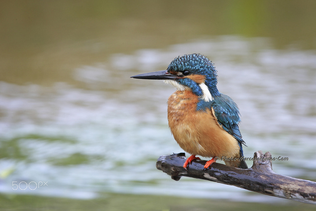 Canon EF 600mm f/4L IS sample photo. Ijsvogel, kingfisher, alcedo atthis, marcelloromeo photography