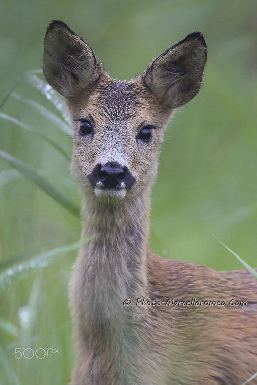 Canon EOS-1D X + Canon EF 600mm f/4L IS sample photo. Ree roe deer capreolus capreolus marcelloromeo photography